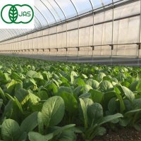 有機農産物　有機小松菜 1束160ｇ　朝採れたてをその日のうちに発送！