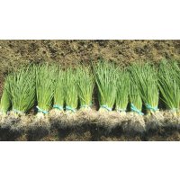 [予約販売] 無農薬・有機栽培 玉ねぎ苗ソニック（早生種）約100本 