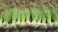 [予約販売] 無農薬・有機栽培 玉ねぎ苗ソニック（早生種）約100本 
