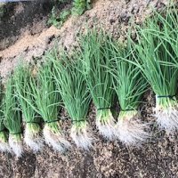 [予約販売] 無農薬・有機栽培 玉ねぎ苗トップゴールド320（極早生種）約100本 